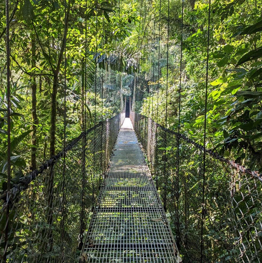 A hanging bridge through the rainforest canopy